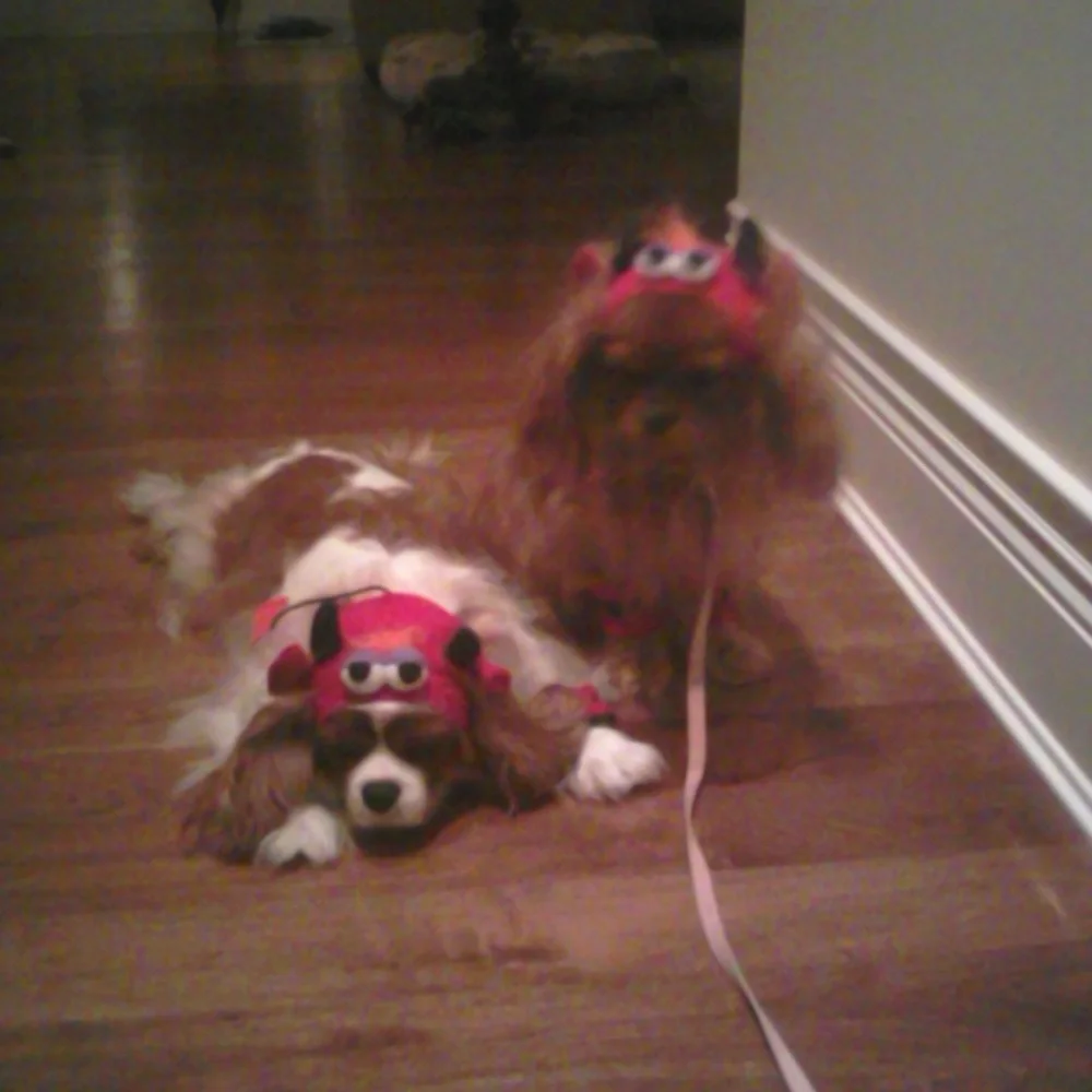 Red and Black Dog Monster Halloween Hat and 2 Mitten Bands for front feet